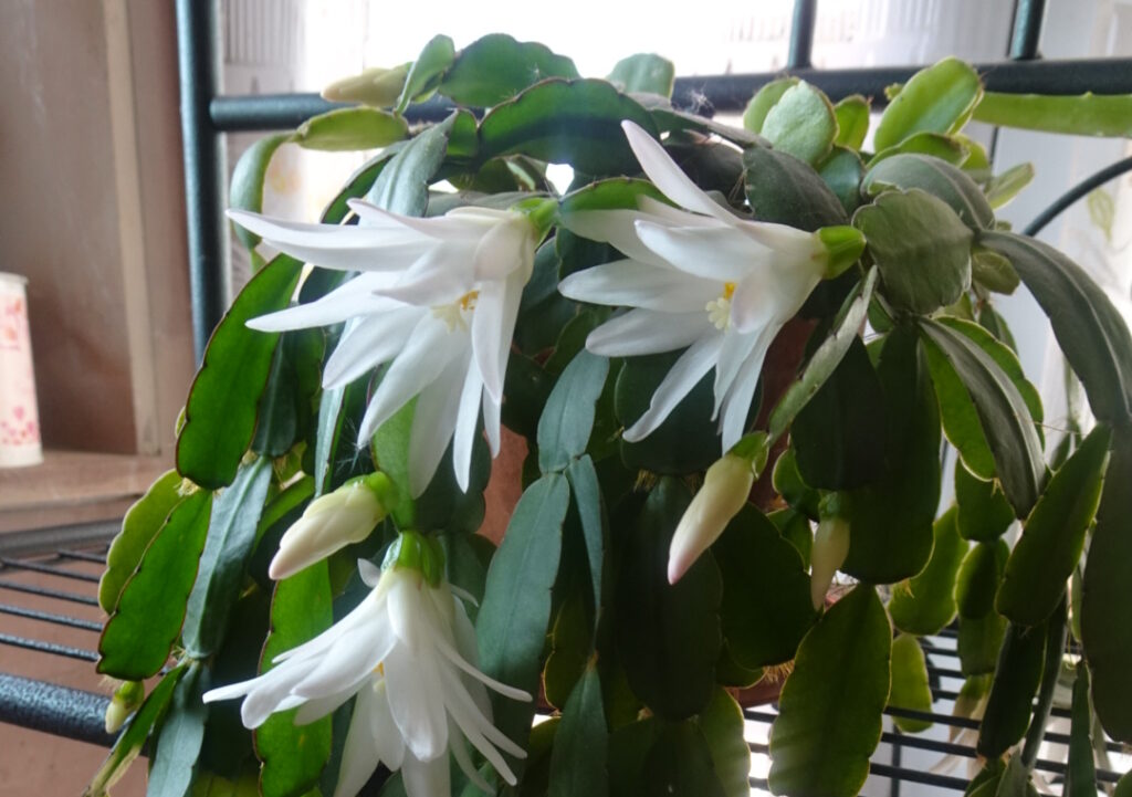 The most effective tricks to keep your Christmas cactus blooming all year round