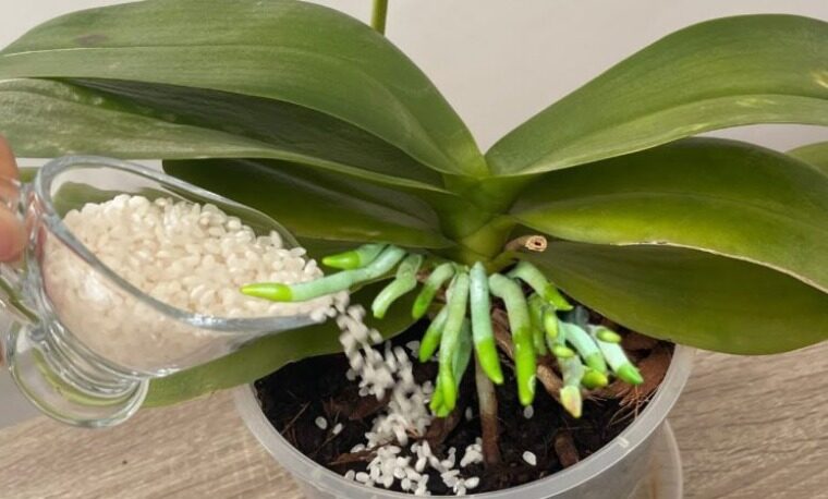 How to Recover an Orchid from a Single Leaf