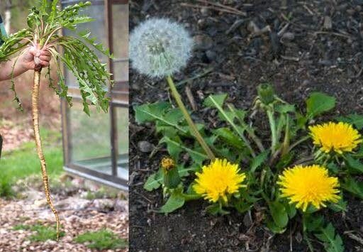 Why dandelion roots are the most important part of the plant