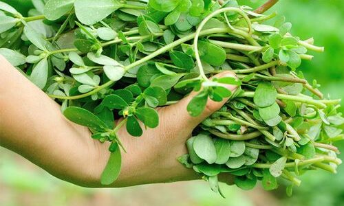 Why You Shouldn’t Kill Purslane in Your Garden: 8 Compelling Reasons