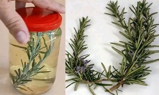 How to scent your entire kitchen in 1 minute with a sprig of rosemary and a lemon