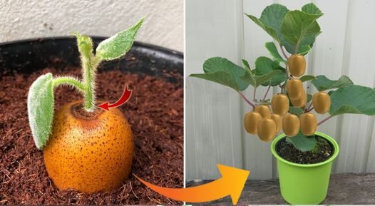 Plant a kiwi: when and how?