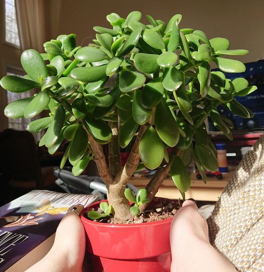 Jade tree, with just a spoonful of this ingredient it blooms beautifully