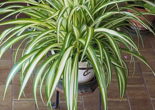 Falangio, the “spider plant” that purifies the air in the house