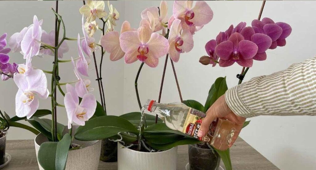 Orchids, only if you water them with this popular ingredient, will they last a long time