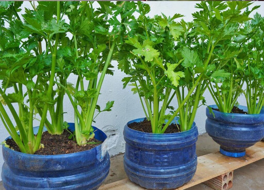 How to Regrow Celery at Home from Scraps – No Garden Needed