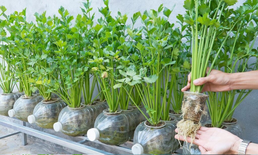 Parsley in pots, secrets for growing it luxuriantly