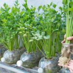 Parsley in pots, secrets for growing it luxuriantly