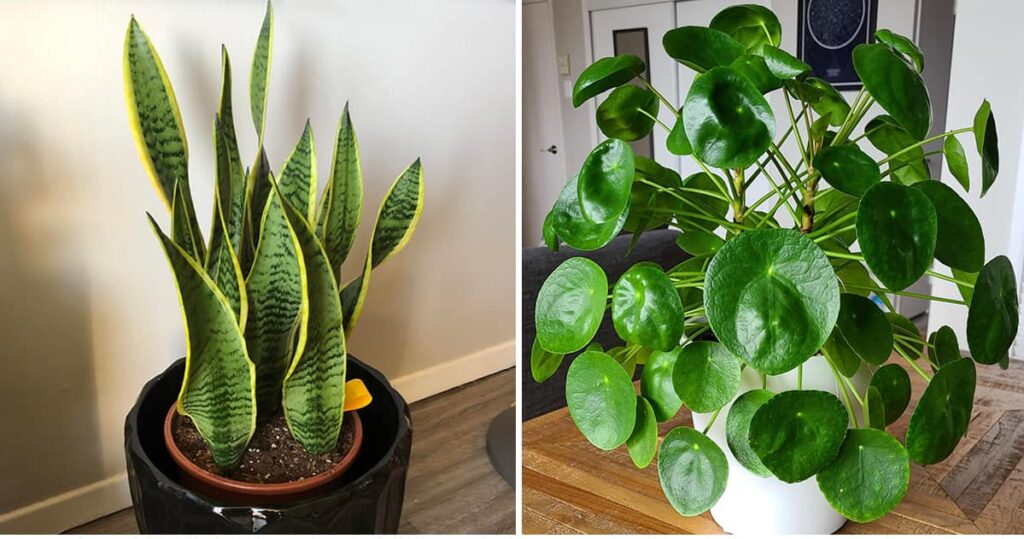 The 9 Best Houseplants to Purify the Air at Home, According to NASA