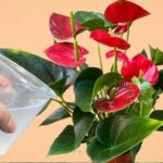 Anthurium, 1 scoop is enough to easily explode the flowering