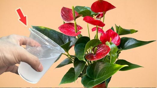 Anthurium, 1 scoop is enough to easily explode the flowering