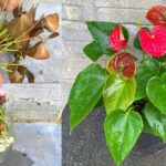 Anthurium, like having a flower explosion: the neighborhood will want to know the secret