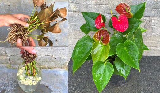 Anthurium, like having a flower explosion: the neighborhood will want to know the secret