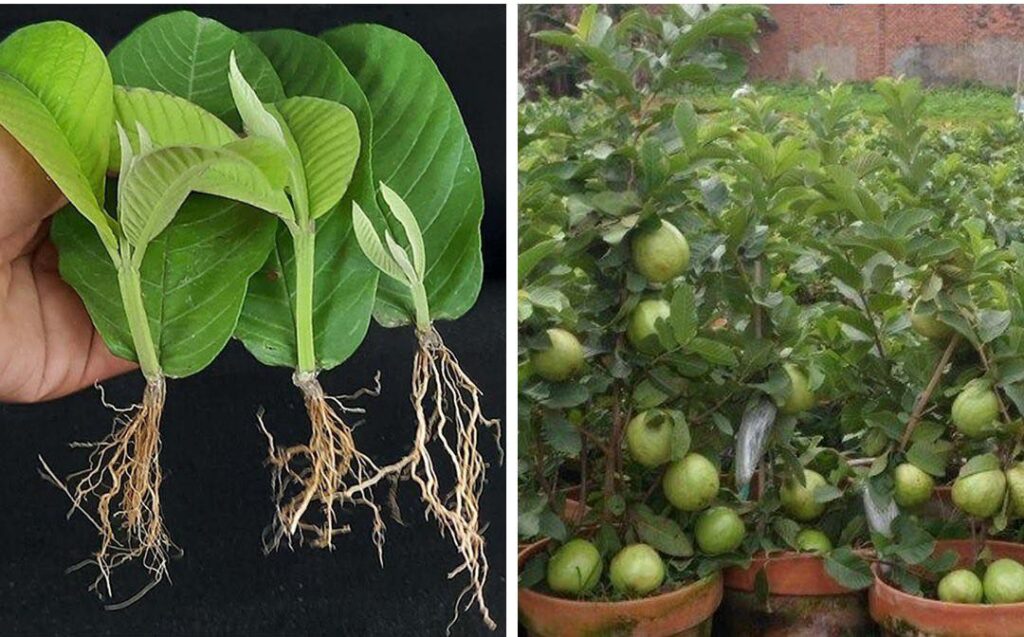 How to Grow Guava Trees from Guava Leaves